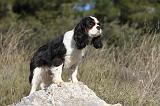 CAVALIER KING CHARLES 280